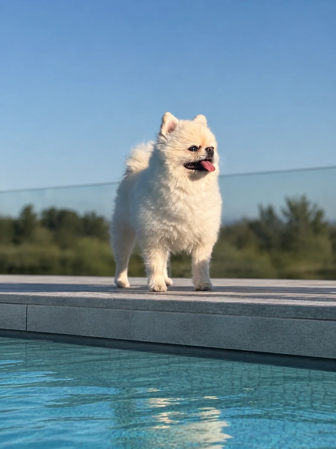 Fendi, der Familienhund